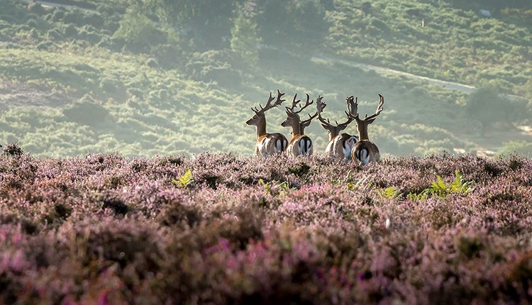 Deer on Ibsley Common, New Forest